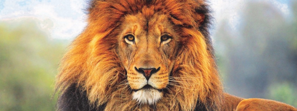 authenticiteit-leeuw